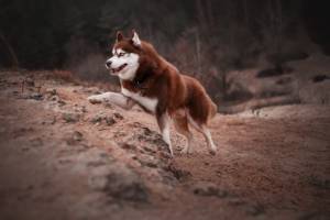 Julie ROUX - JULIE ROUX PHOTOGRAPHE